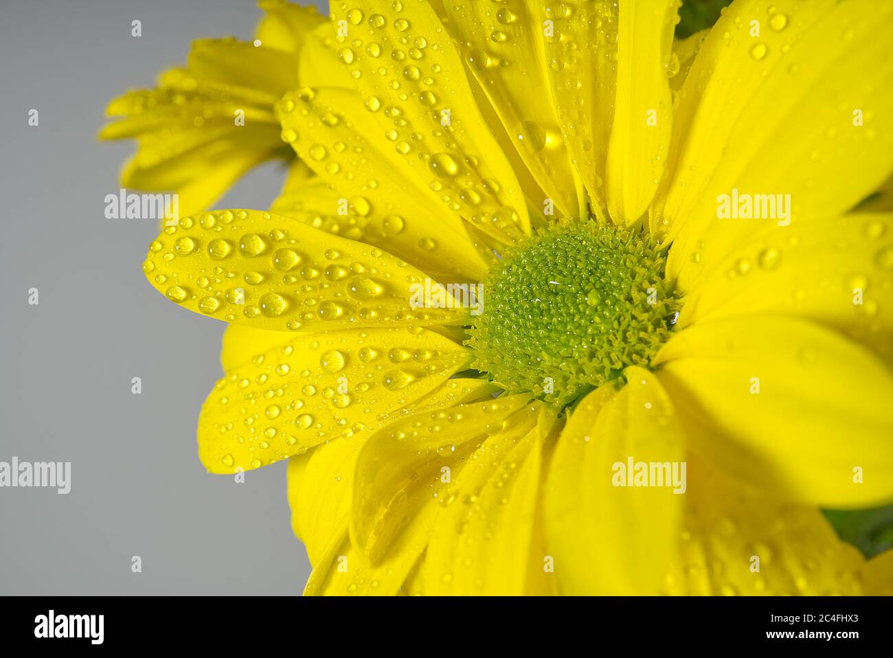 chrysanthème jaune avec gouttes d'eau, photo macro. Banque D'Images