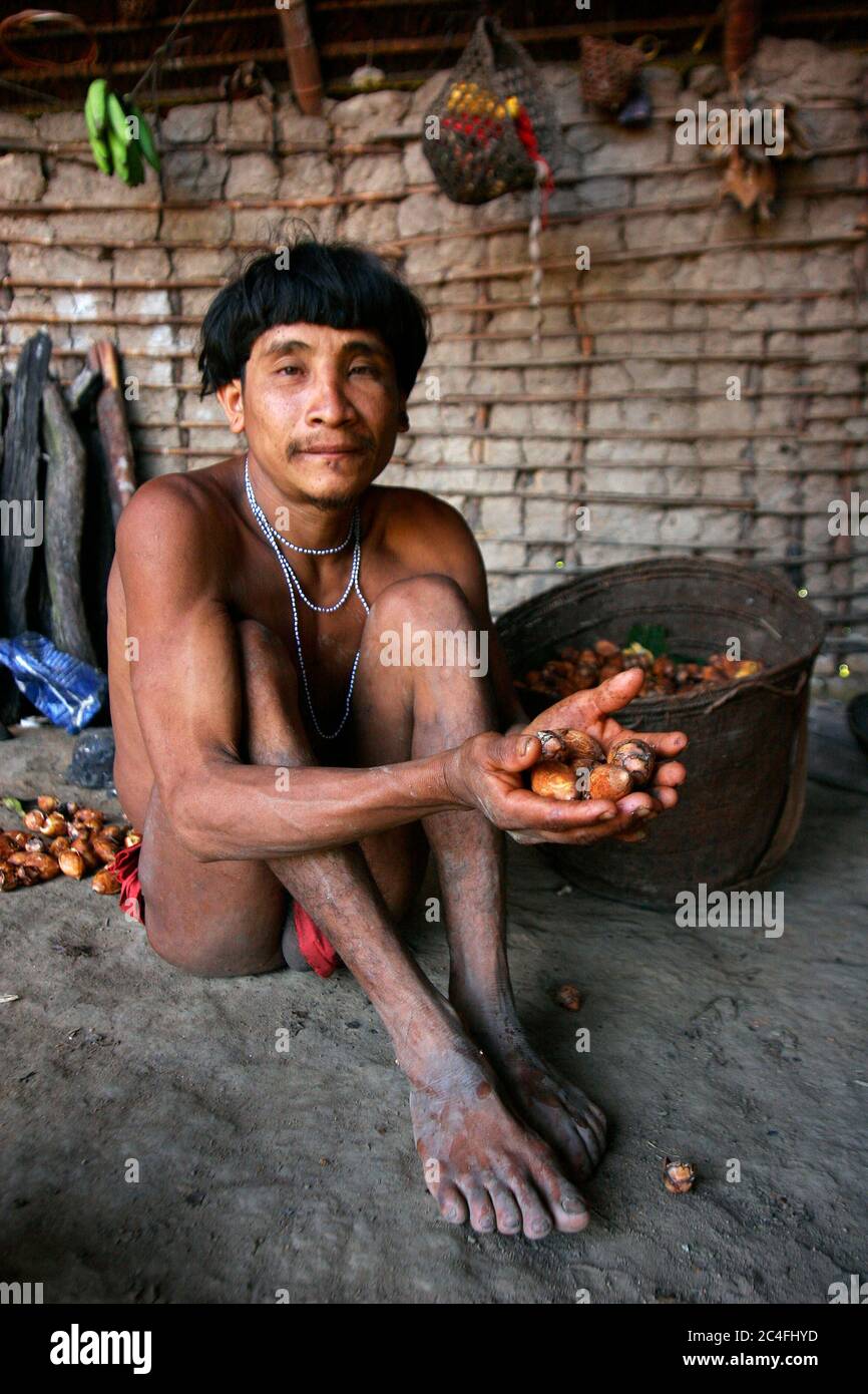 Un homme Yanomami tenant des fruits 'abiu', une nourriture commune pour la tribu. Considéré comme les Amérindiens d'Amérique du Sud, la tribu des forêts li Banque D'Images