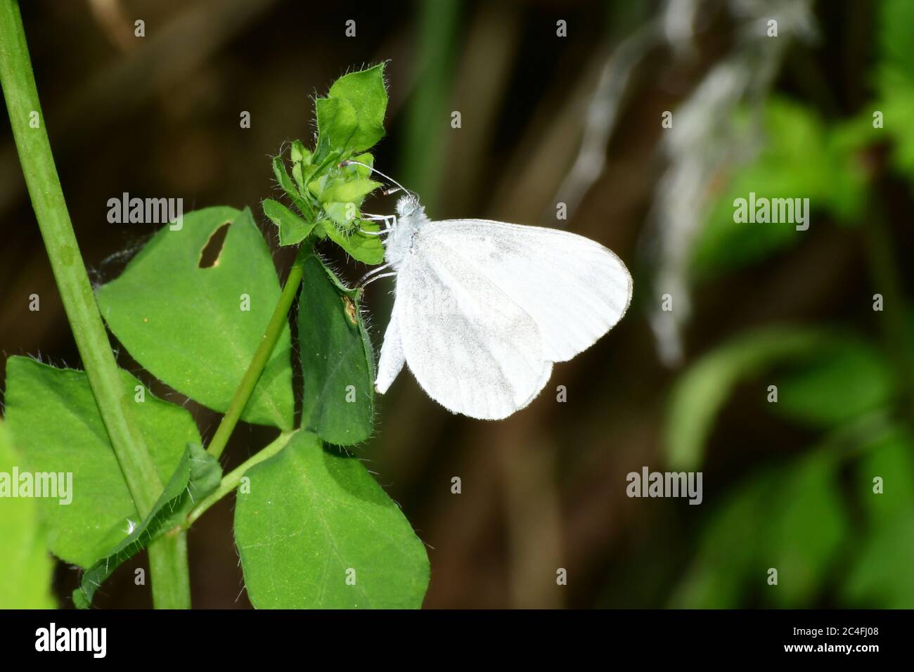 Papillon blanc en bois, Leptidea sinapis rare.trouvé dans les manèges et le scrobland de bois. Vols mai et juin.Meeth.Devon .UK. Banque D'Images