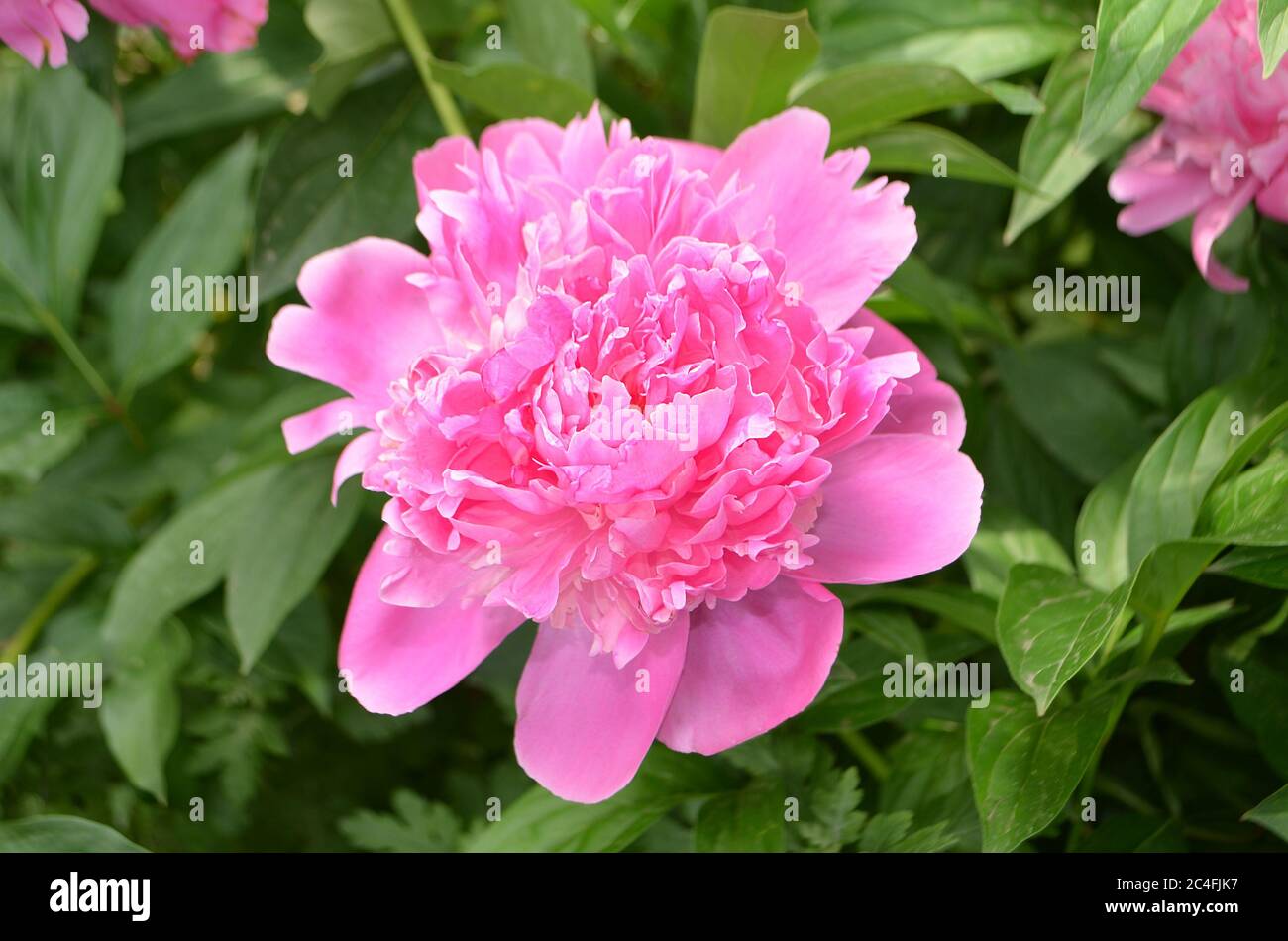 Fleurs de pivoines roses. Bouquet de pivoines roses. Pivoine rose en fleur. Banque D'Images