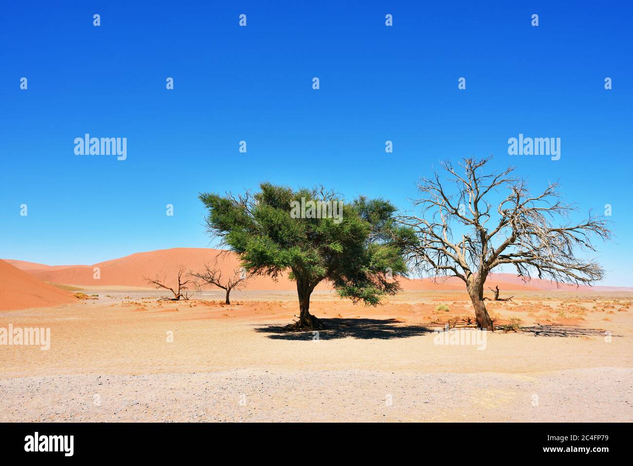 Camel Thorn mort et vivant contre le ciel bleu et les dunes rouges de Sossusvlei, parc national Namib-Naukluft au lever du soleil, Namibie, Afrique. Banque D'Images