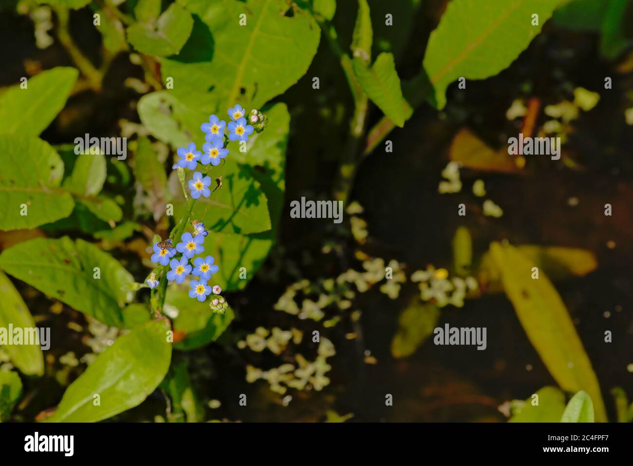 Eau oubliée-pas fleurs et feuilles dans une piscine, vue en hauteur - Myosotis scorpioides Banque D'Images