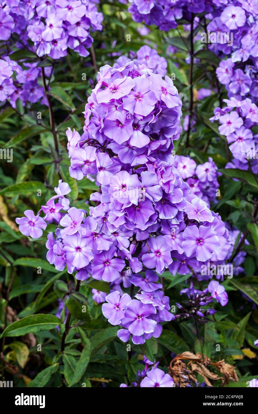 Phlox paniculata 'Blue Paradise' plante herbacée de fleurs d'été au printemps Banque D'Images