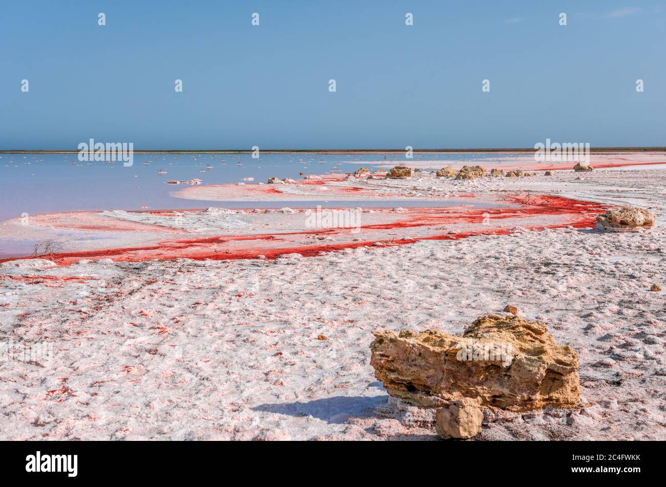 Saumure et sel d'un lac rose Koyash coloré par des microalgues Dunaliella salina, célèbre pour ses propriétés antioxydantes, enrichissant l'eau par le bêta-carotène Banque D'Images