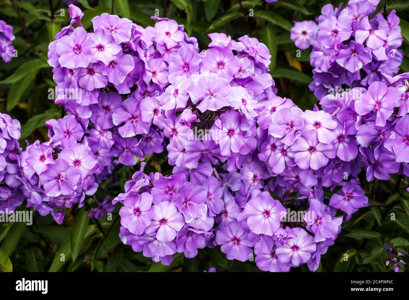 Phlox paniculata 'Blue Paradise' plante herbacée de fleurs d'été au printemps Banque D'Images