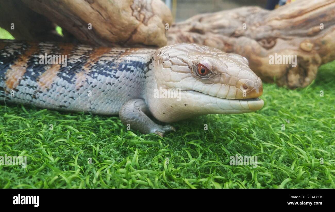 Gros plan d'un Lizard ou d'un Skink à langue bleue (Tiliqua - Scinincidence) Banque D'Images