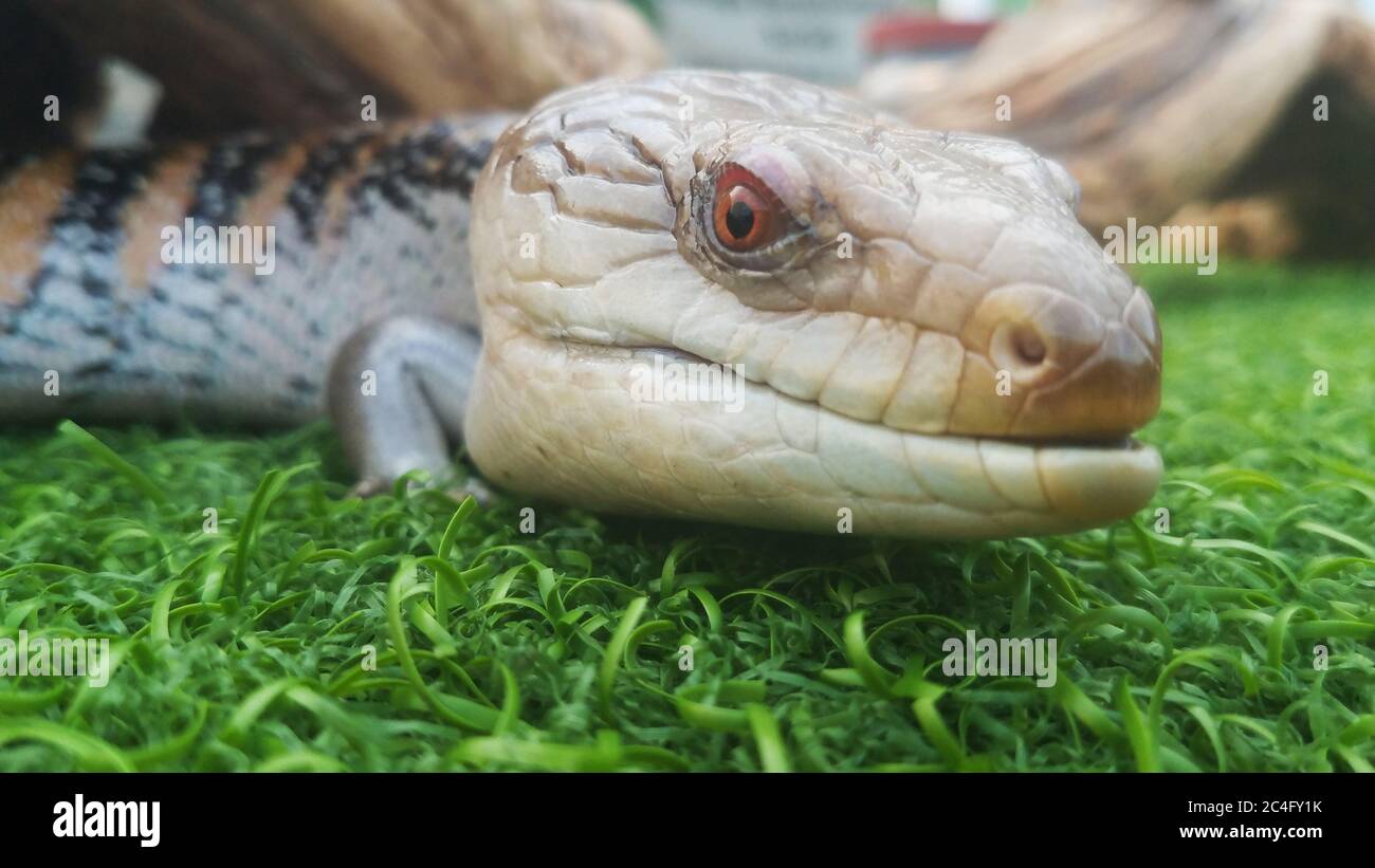 Gros plan d'un Lizard ou d'un Skink à langue bleue (Tiliqua - Scinincidence) Banque D'Images