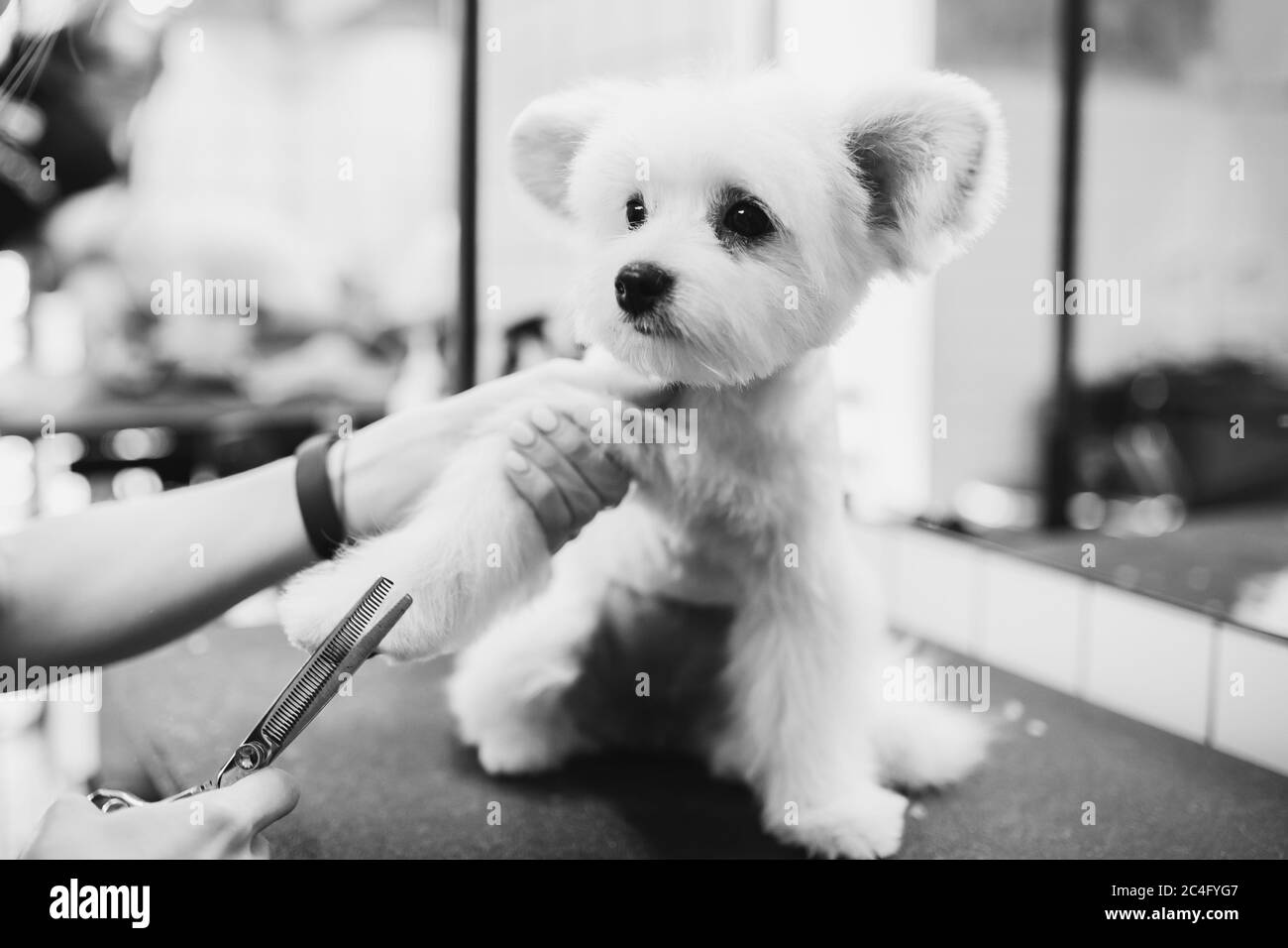 Coupe de cheveux d'un petit chien blanc. Chien beau et drôle. Chien maltais Banque D'Images
