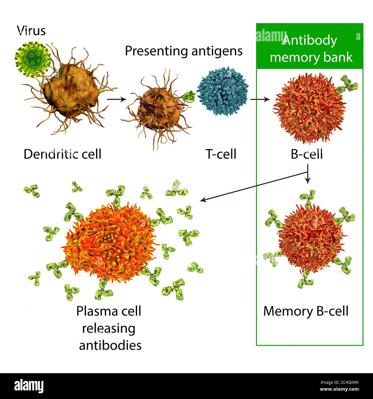 Mécanismes de défense immunitaire contre les virus, illustration informatique. Les cellules dendritiques reconnaissent les virus et présentent des informations sur leurs antigènes aux lymphocytes T (lymphocytes T). Les lymphocytes T fournissent des informations sur les antigènes viraux des lymphocytes B (lymphocytes B) qui sont transformés en cellules B de mémoire (informations stockées sur le virus) et, en cas d'activation, ils sont transformés en cellules plasmatiques sécrétant des anticorps protecteurs. Banque D'Images
