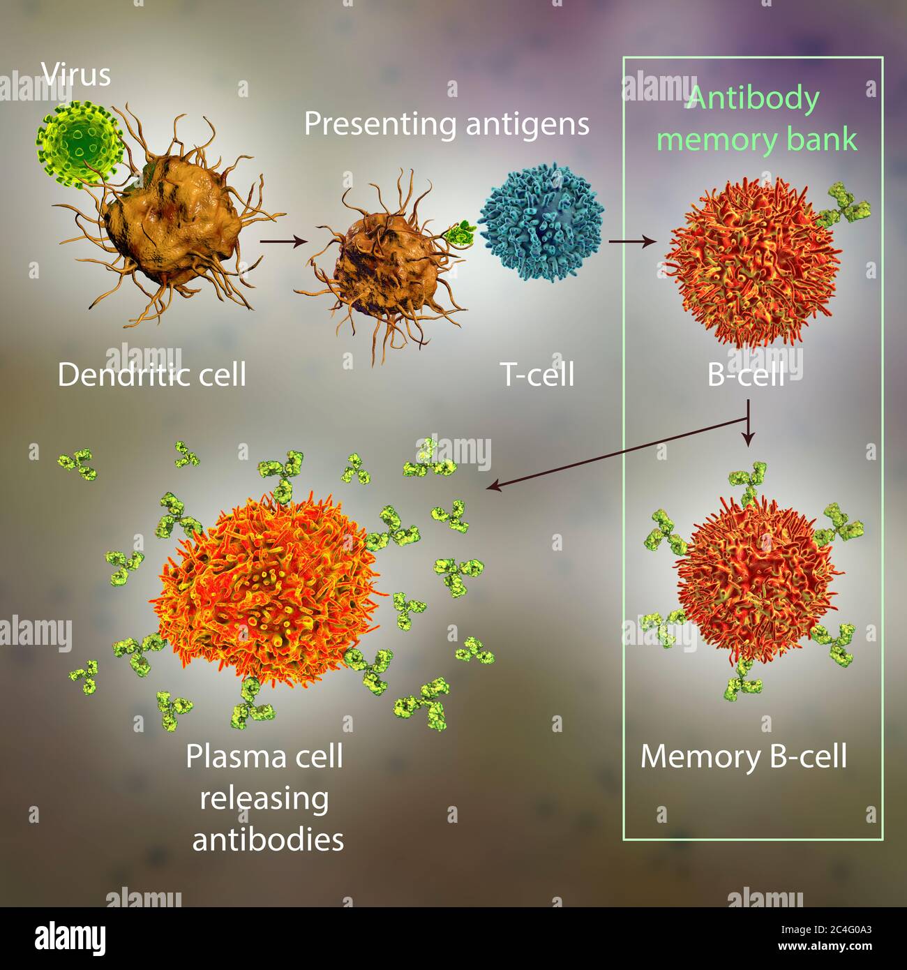 Mécanismes de défense immunitaire contre les virus, illustration informatique. Les cellules dendritiques reconnaissent les virus et présentent des informations sur leurs antigènes aux lymphocytes T (lymphocytes T). Les lymphocytes T fournissent des informations sur les antigènes viraux des lymphocytes B (lymphocytes B) qui sont transformés en cellules B de mémoire (informations stockées sur le virus) et, en cas d'activation, ils sont transformés en cellules plasmatiques sécrétant des anticorps protecteurs. Banque D'Images