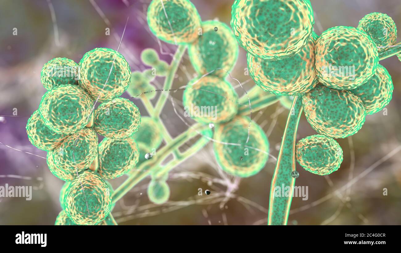 Illustration informatique du champignon unicellulaire (levure) Candida  ciferrii. C. ciferrii est une levure récemment apparue résistante au  fluconazole qui a été rapportée à un taux croissant comme cause de la  fongiémie (infection