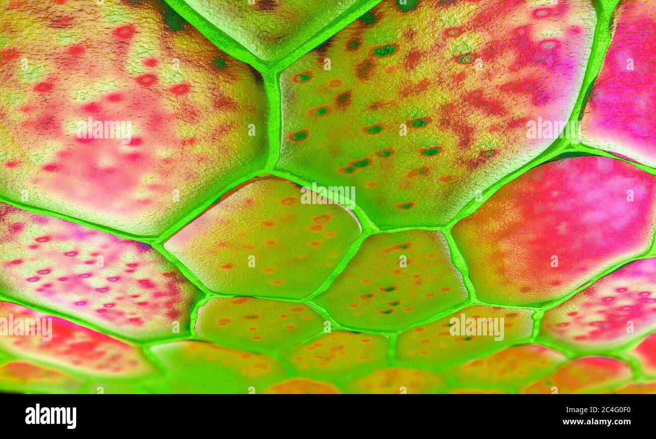 Cellules végétales, illustration 3d. Banque D'Images