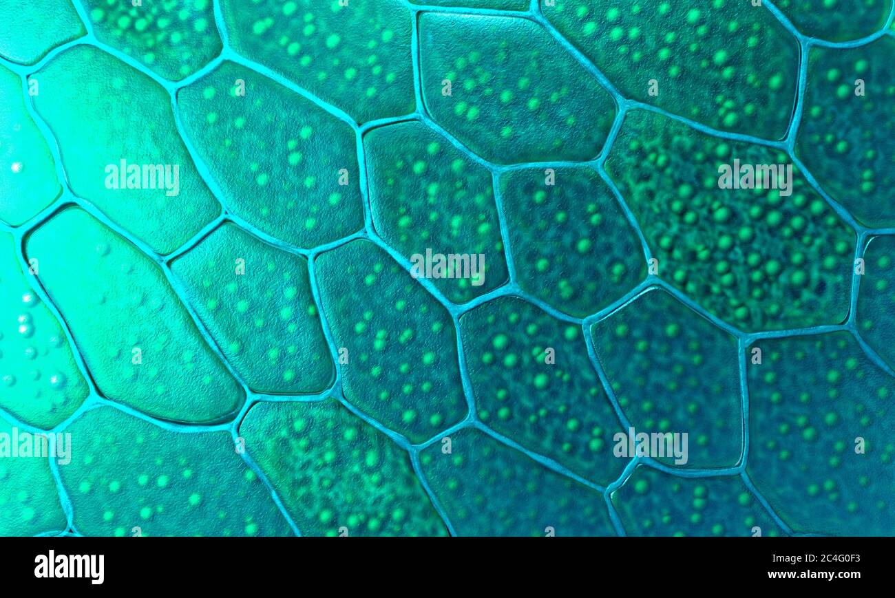 Cellules végétales, illustration 3d. Banque D'Images
