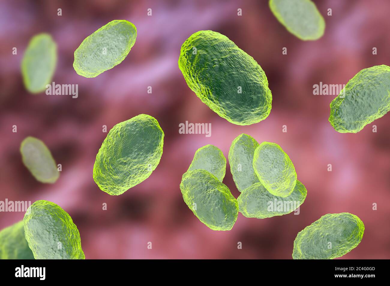 Illustration informatique de Haemophilus influenzae, bactéries coccobacillus. Ces bactéries causent un certain nombre de maladies, dont la méningite chez les enfants, la pneumonie, l'épiglottite, la laryngite, la conjonctivite, l'infection néonatale, l'otite moyenne (infection de l'oreille moyenne) et la sinusite chez les adultes. H. influenzae colonise sans danger les voies respiratoires supérieures chez la plupart des humains au cours des premiers mois de vie. Les souches encapsulées se propagent pour causer des maladies telles que la bronchite et la pneumonie. Banque D'Images