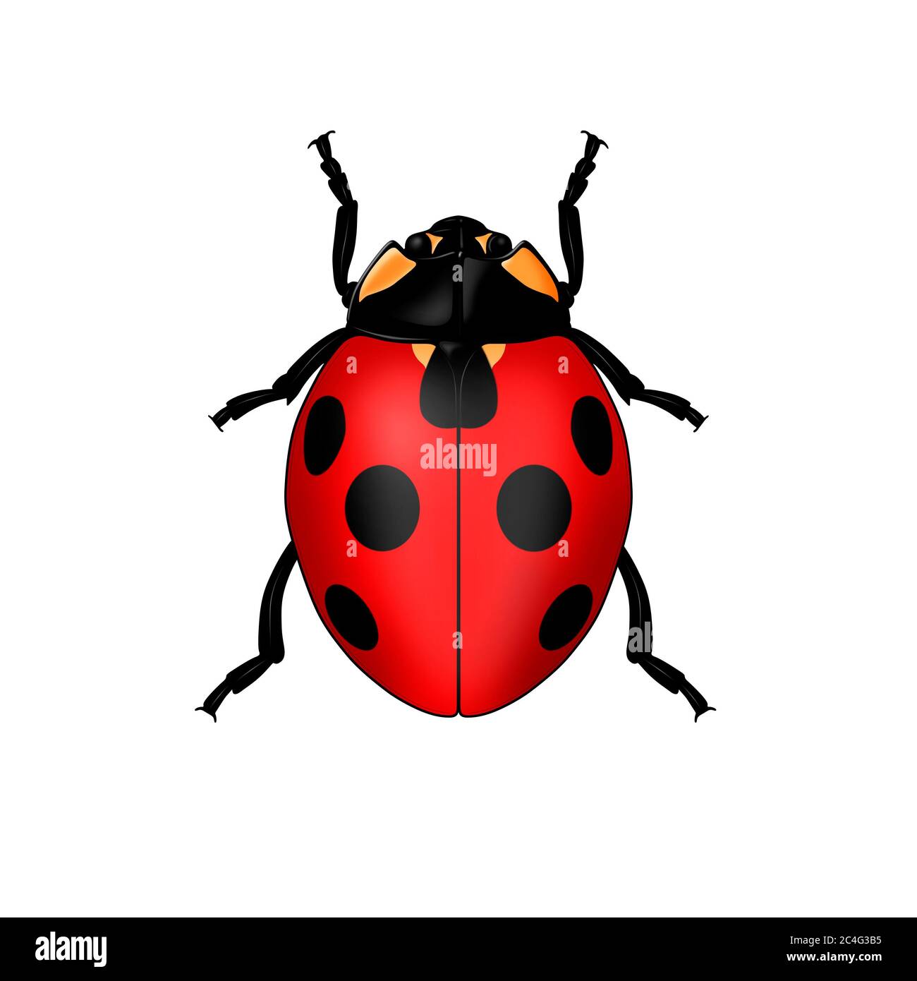 Coccinelle ou coccinelle Banque D'Images