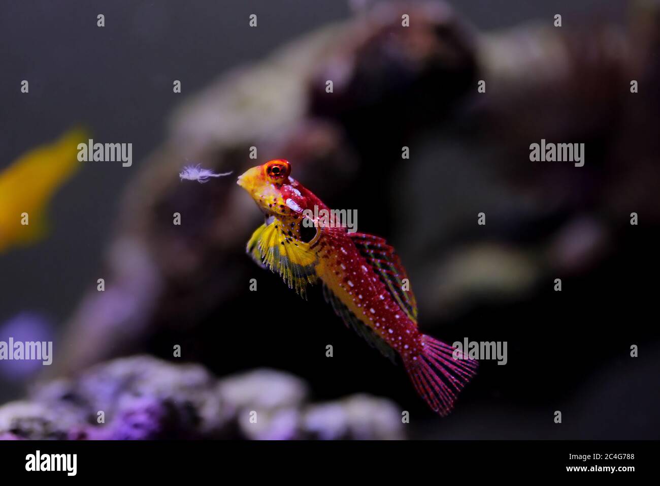 Le poisson rouge de rubis Dragonet est un ajout naturel incroyable dans chaque aquarium reef Banque D'Images