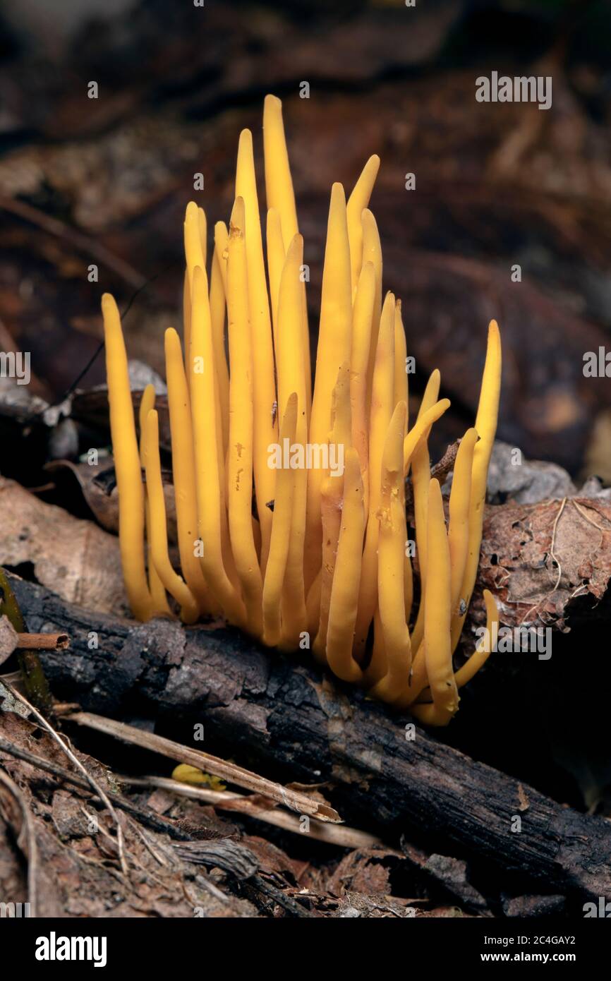 Les auteurs de la perce d'or (Clavulinopsis fusiformis) sont des espèces de champignons de corail - Brevard, Caroline du Nord, États-Unis Banque D'Images