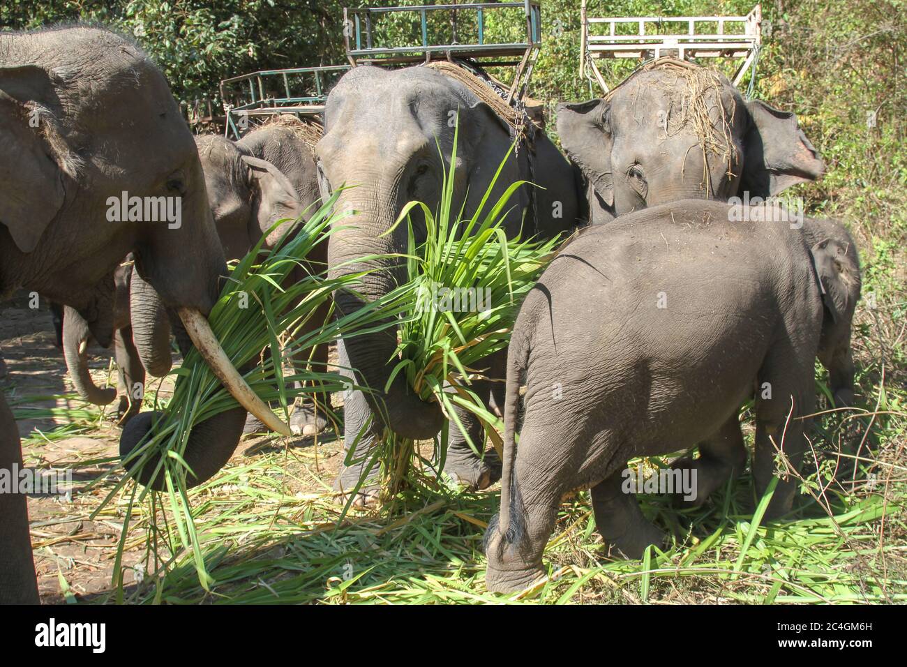 Un groupe d'éléphants thaïlandais, certains avec des selles, debout ensemble pour nourrir l'herbe Banque D'Images