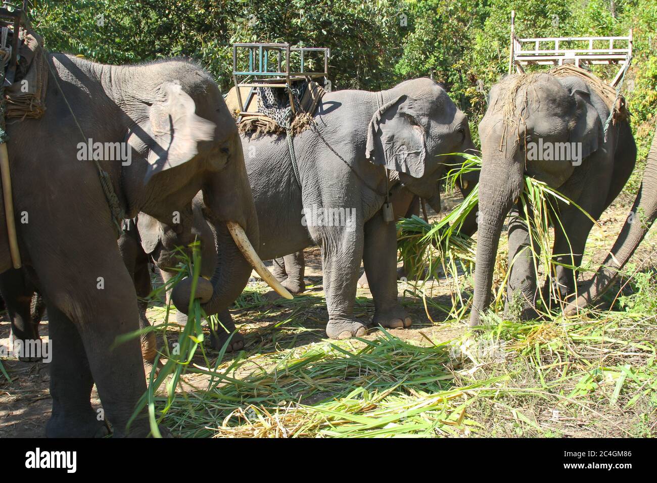 Un groupe d'éléphants thaïlandais, certains avec des selles, debout ensemble pour nourrir l'herbe Banque D'Images