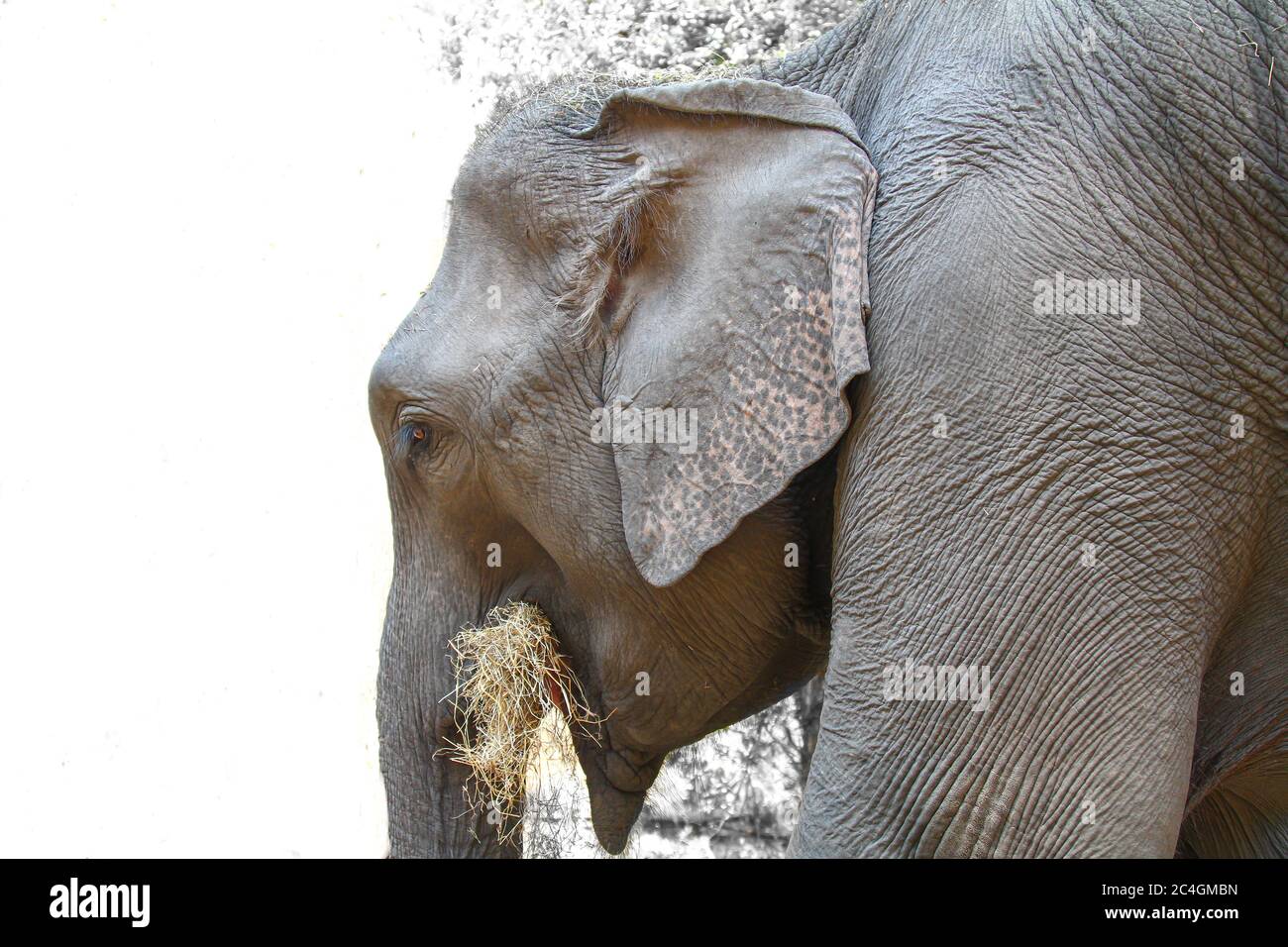 Tête d'un éléphant gris alimentant le foin avec un fond partiellement blanc - espace de copie Banque D'Images