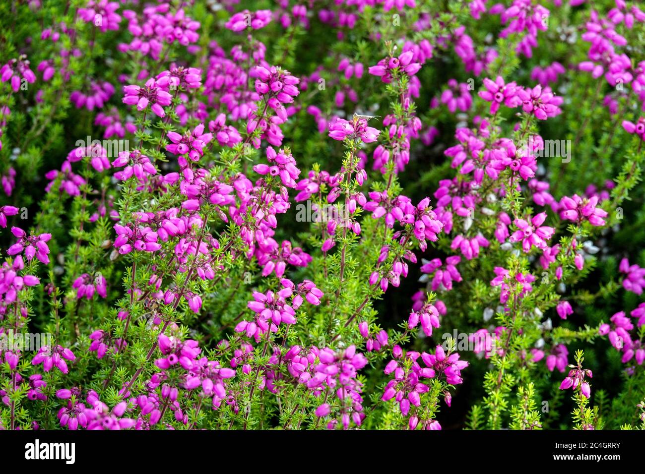Bell Heather Erica cinerea été Or Banque D'Images