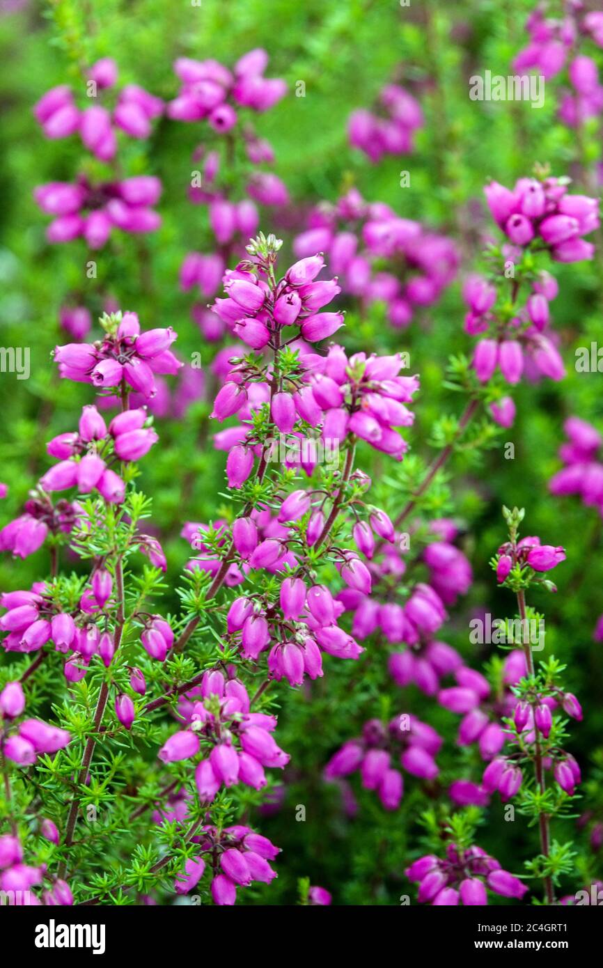 Bell Heather Erica cinerea été Or Banque D'Images