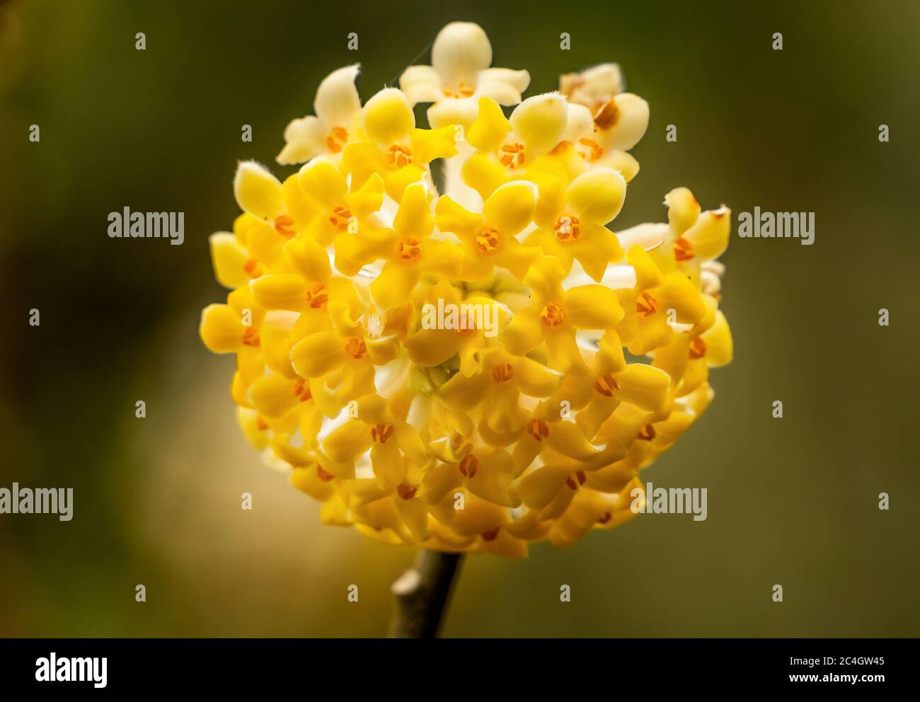 Jaune blanc Oriental Paperbush Edgeworthia Chrysantha Blossoms Blossoms Blooming Macro Bellevue Washington State. Originaire du Japon. Utilisé pour faire de la J traditionnelle Banque D'Images