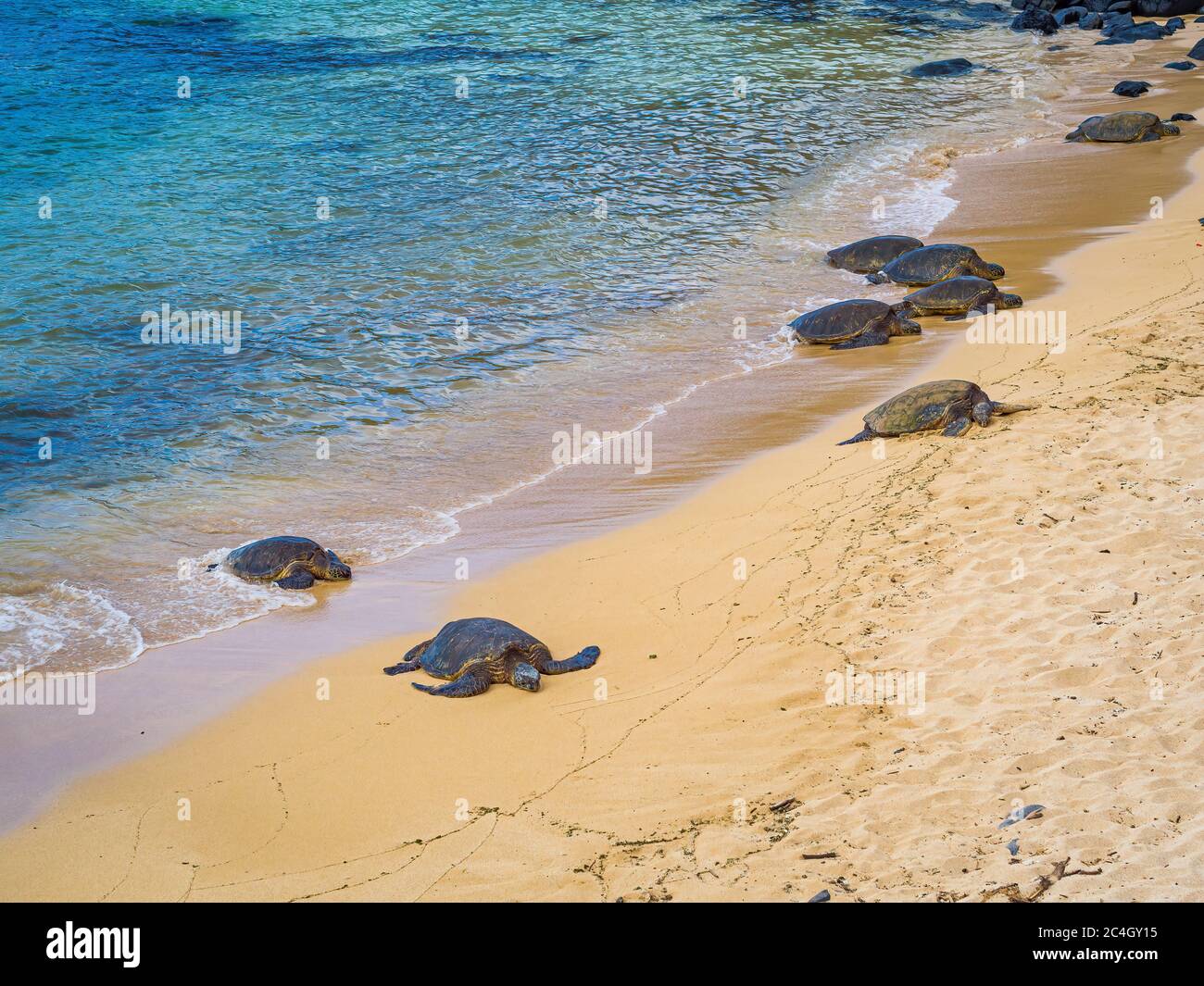 Ho'okipa Beach Park à Maui Hawaii, site de planche à voile, grandes vagues et grandes tortues Banque D'Images