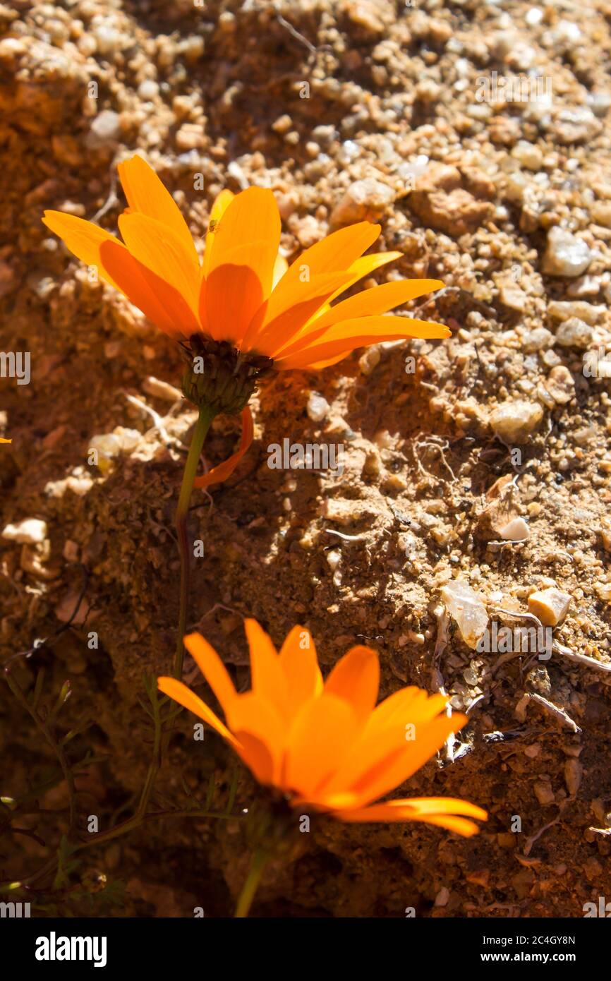 Fleurs rétroéclairées de Daisy de Namaqualand, Dimorphotheca sinuate, contre un bloc de grès rugueux dans la région de Namaqua en Afrique du Sud Banque D'Images