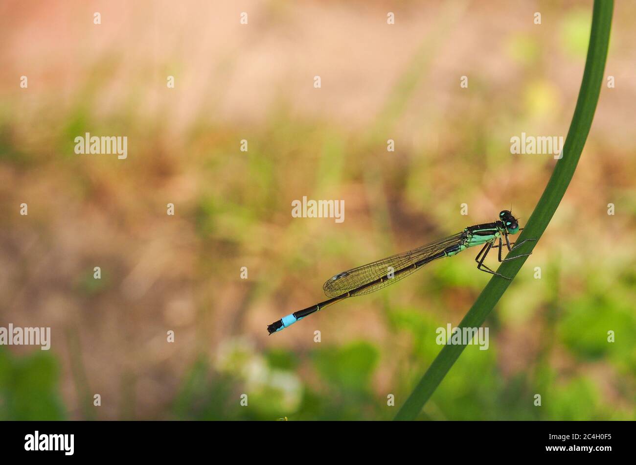 La mouche à queue bleue, ischnula elegans, sur une tige de fleur Banque D'Images