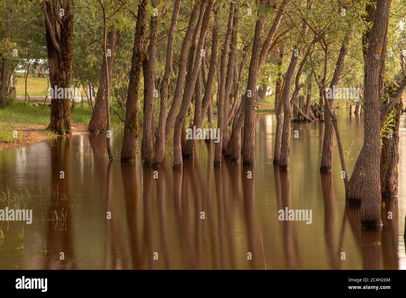 Troncs d'arbre texturés qui poussent hors de l'eau et sont reflétés dans elle. Banque D'Images