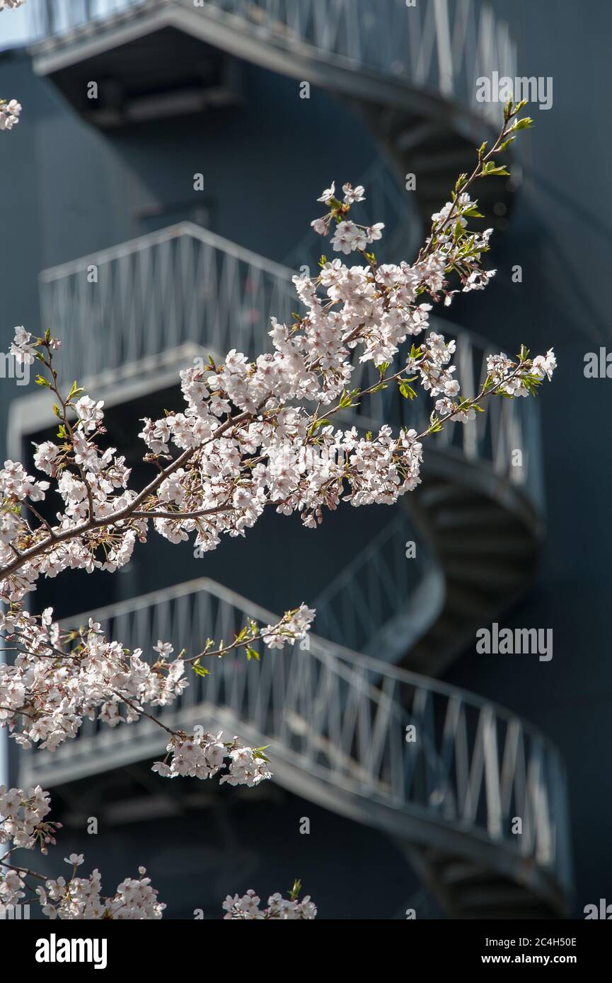 Cerisier en face de l'escalier moderne, printemps, Tokyo, Japon. Banque D'Images