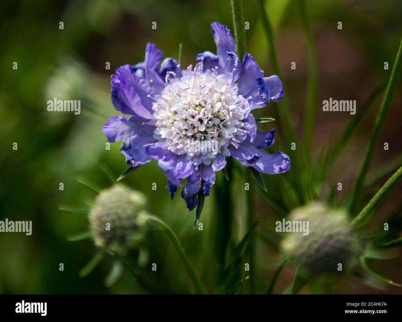 Fleur bleue avec arrière-plan flou Banque D'Images