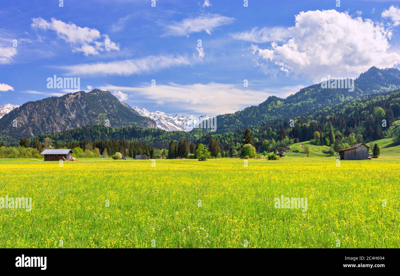 Champ de fleurs jaunes au printemps avec des montagnes rocheuses enneigées en arrière-plan près d'Oberstdorf. Alpes Allgau, Bavière, Allemagne Banque D'Images
