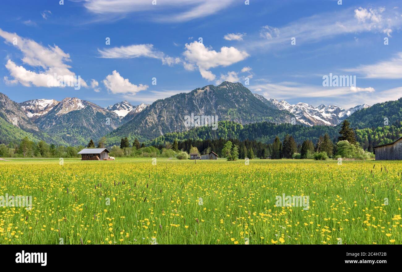 Champ de fleurs en face des montagnes enneigées au printemps près d'Oberstdorf. Allgau, Bavière, Allemagne Banque D'Images