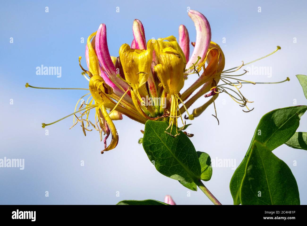 Fleur de chèvrefeuille Lonicera periclymenum 'Belgica' Banque D'Images