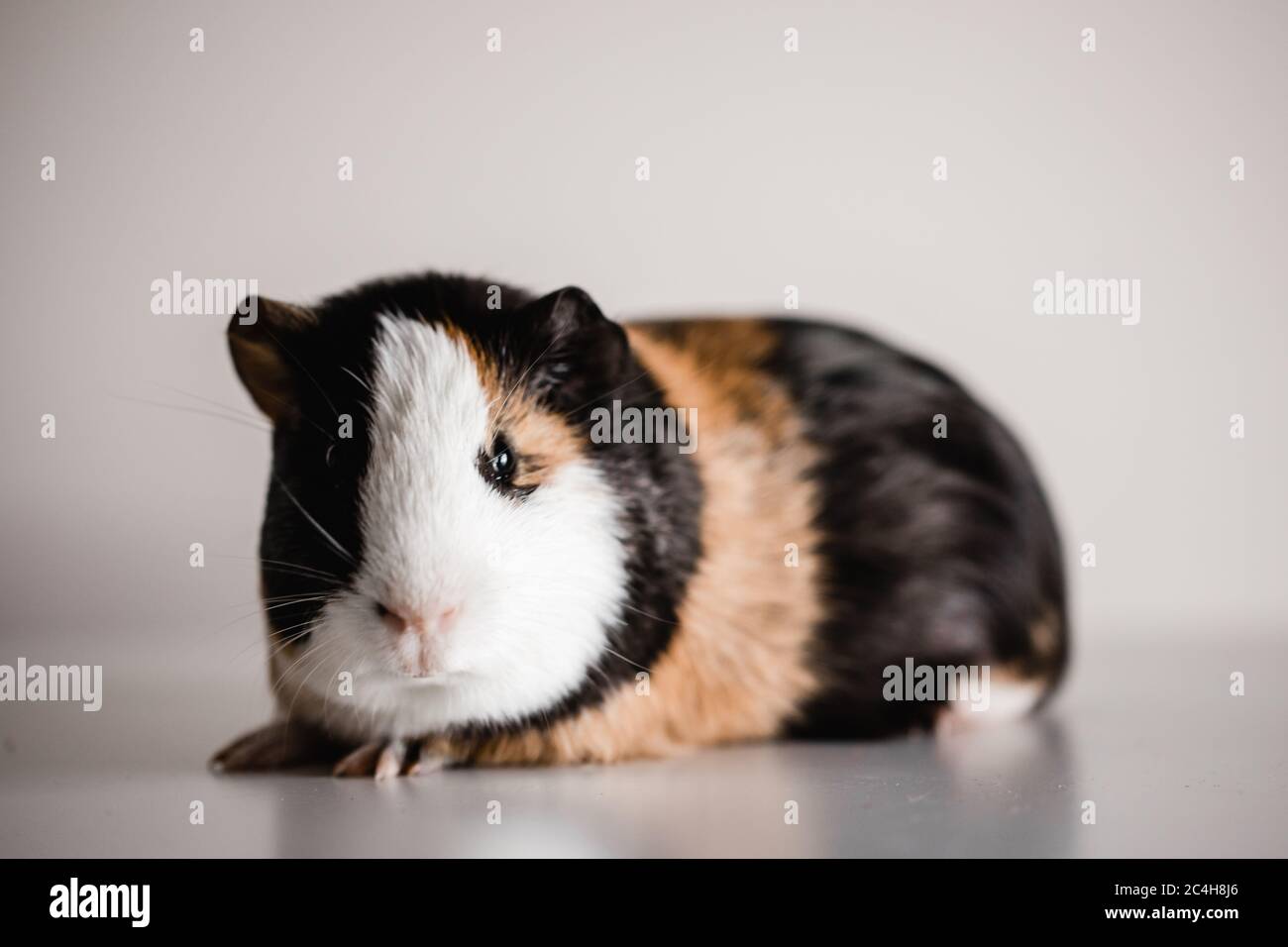 corps complet de cobaye tricolore avec espace de copie au-dessus de l'animal Banque D'Images