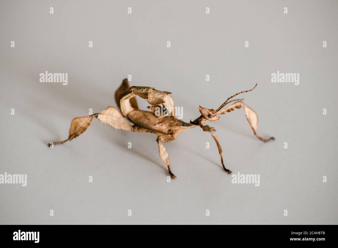 Un insecte mâle australien juvénile, Extatosoma tiaratum Banque D'Images