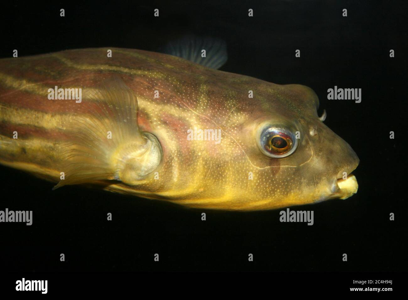 Nile Puffer - Tetraodon lineatus Banque D'Images