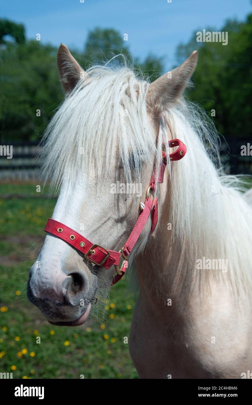 Cheval sur un terrain dans la campagne, Irlande Banque D'Images