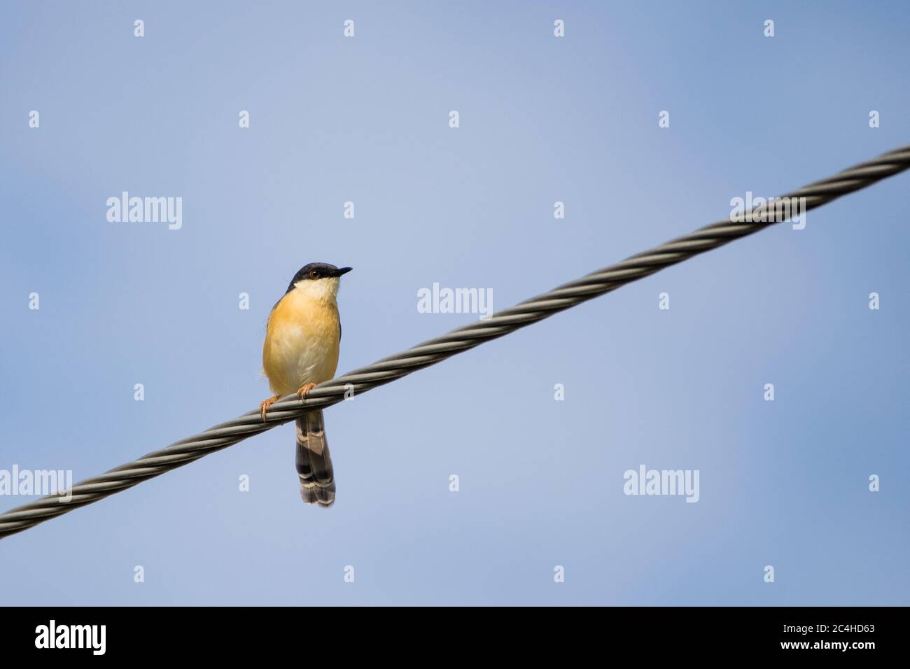 Portrait de l'ashy Prinia (Prinia socialis) capturé en étant assis sur une ligne de puissance avec un ciel bleu et clair en arrière-plan Banque D'Images