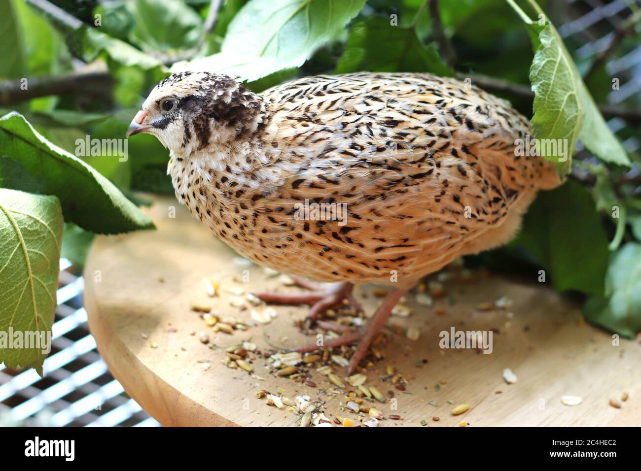 portrait d'un beau caille japonais debout devant des branches vertes dans une volière Banque D'Images
