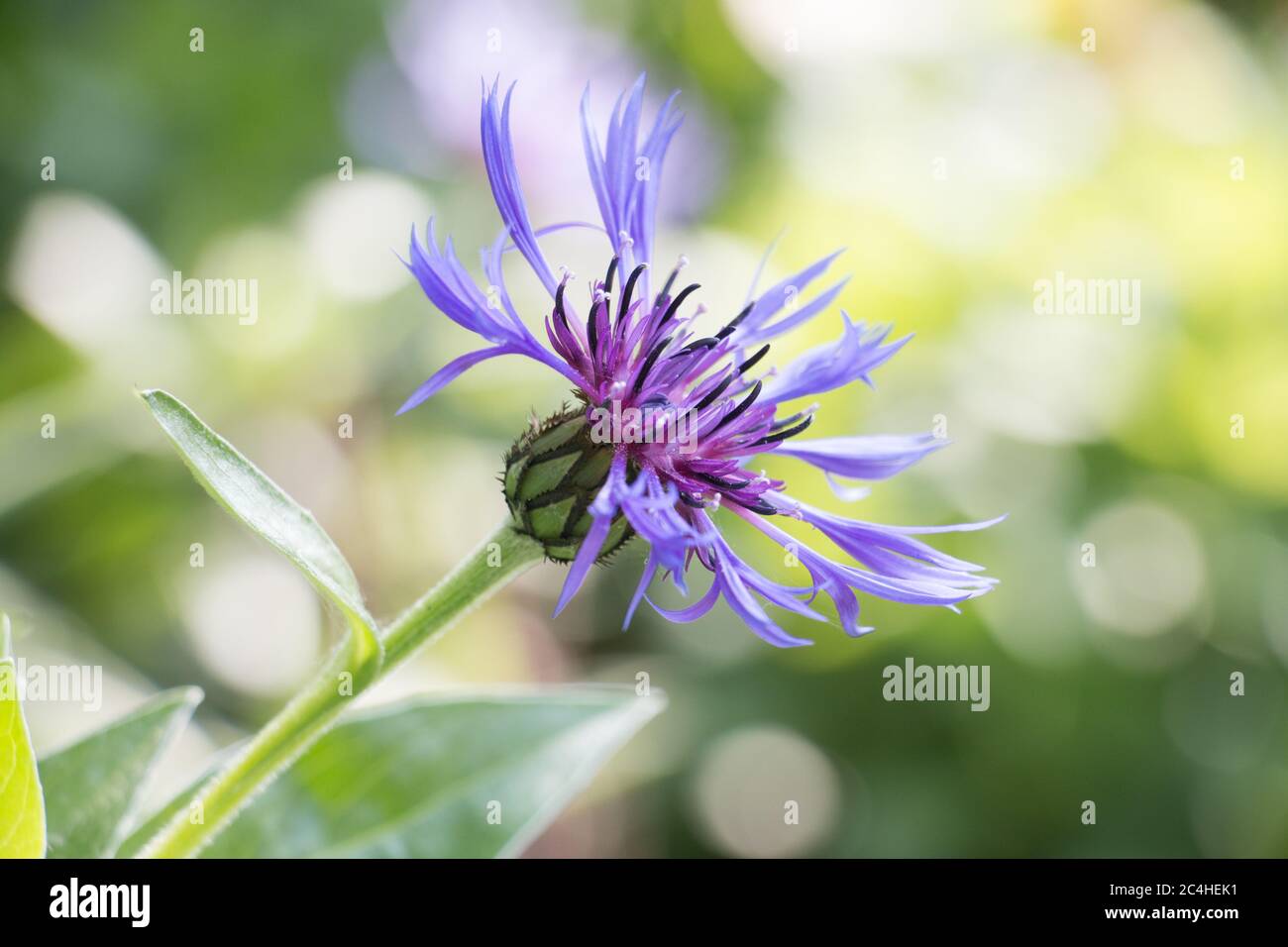 Fleur de montagne bleu violet, Centaurea montana ou tweed montagnard, bouton Bachehors, fleurs sur fond de feuilles vert naturel, gros plan, Banque D'Images