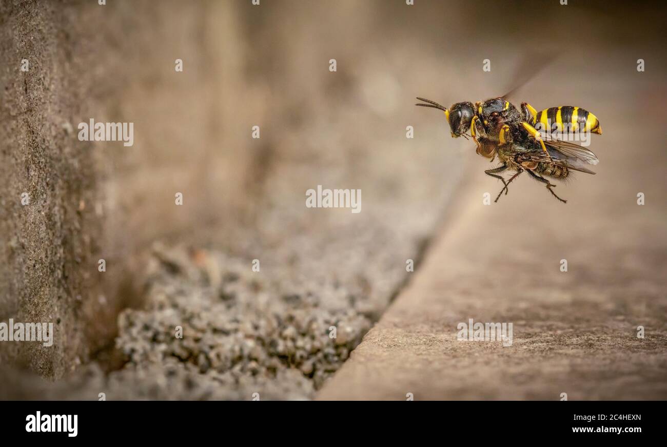 Digger Wasp (Ectemnius Lituratus) en vol transportant une proie paralysée vers le nid Banque D'Images