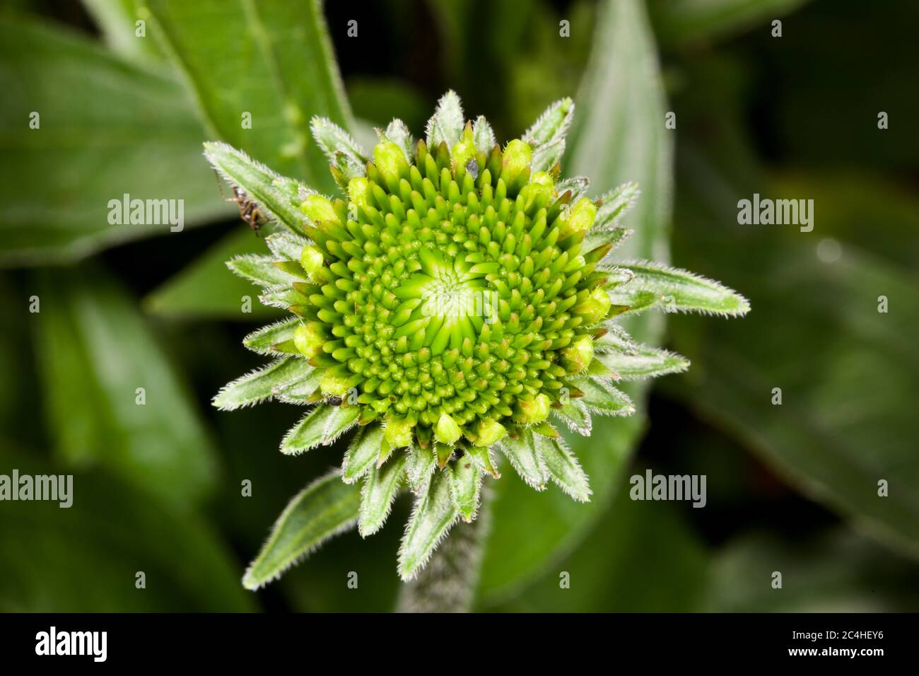 La fleur d'échinacée aux premiers stades de croissance Banque D'Images