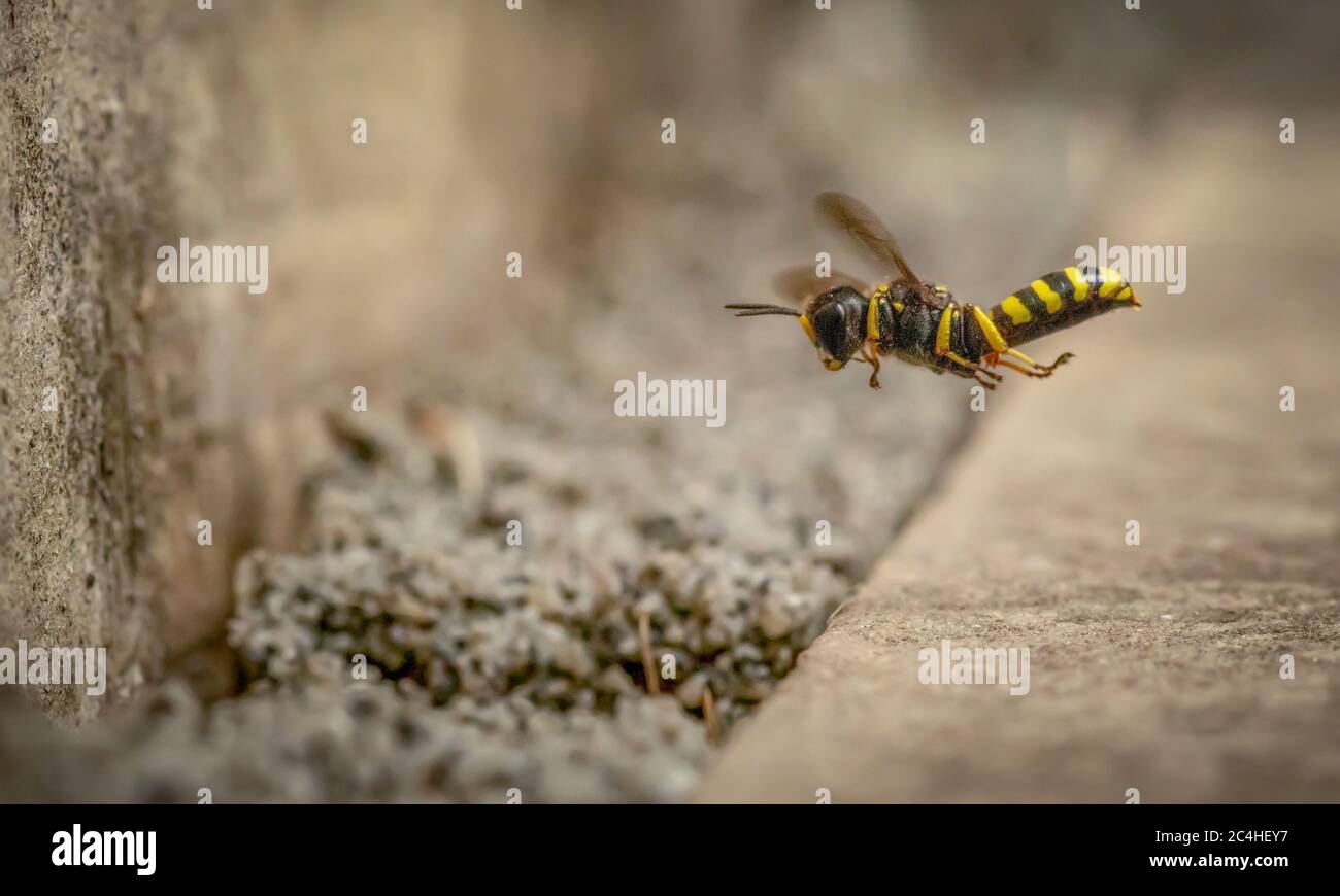 Digger Wasp (Ectemnius Lituratus) planant à l'extérieur de l'entrée de son nid / terrier Banque D'Images