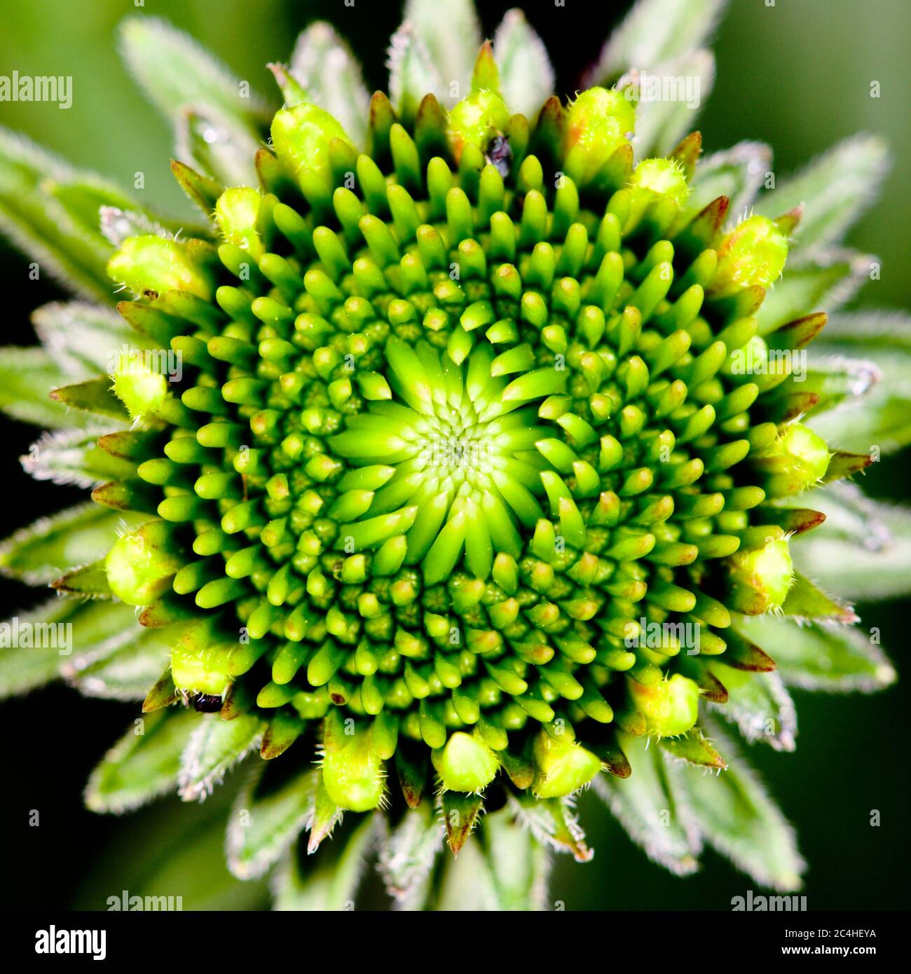 La fleur d'échinacée aux premiers stades de croissance Banque D'Images