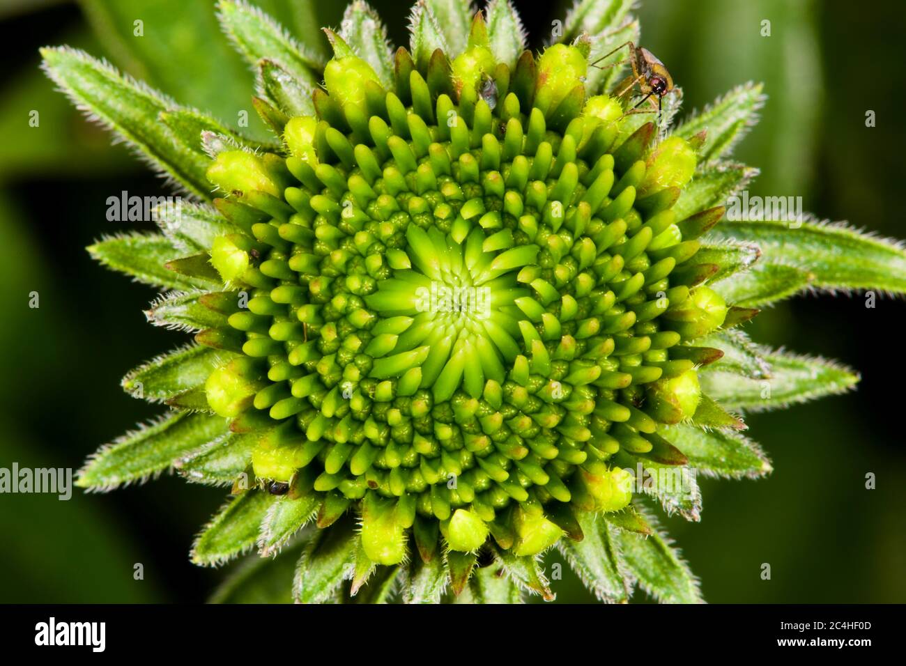 La fleur d'échinacée aux premiers stades de croissance Banque D'Images
