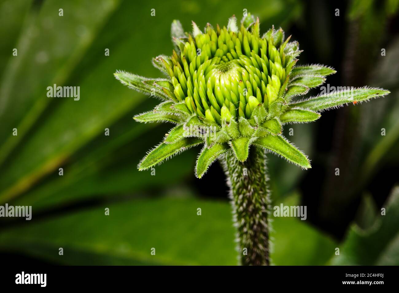 La fleur d'échinacée aux premiers stades de croissance Banque D'Images