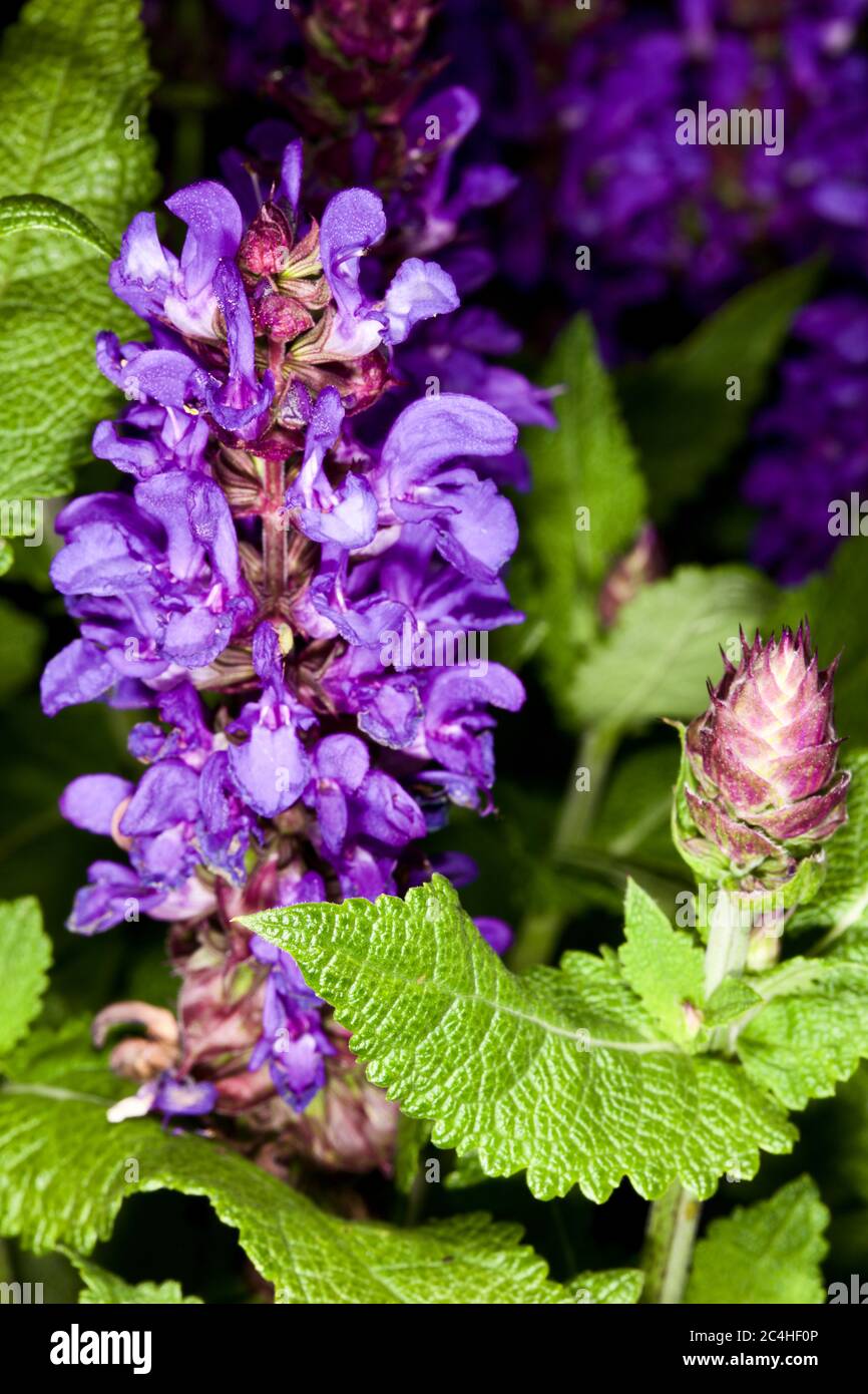 Salvia nemorosa « Blue Marvel » Banque D'Images